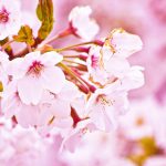 花びらも葉も香りも♪驚くべき桜の美容効果