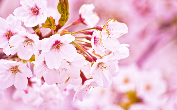 花びらも葉も香りも♪驚くべき桜の美容効果